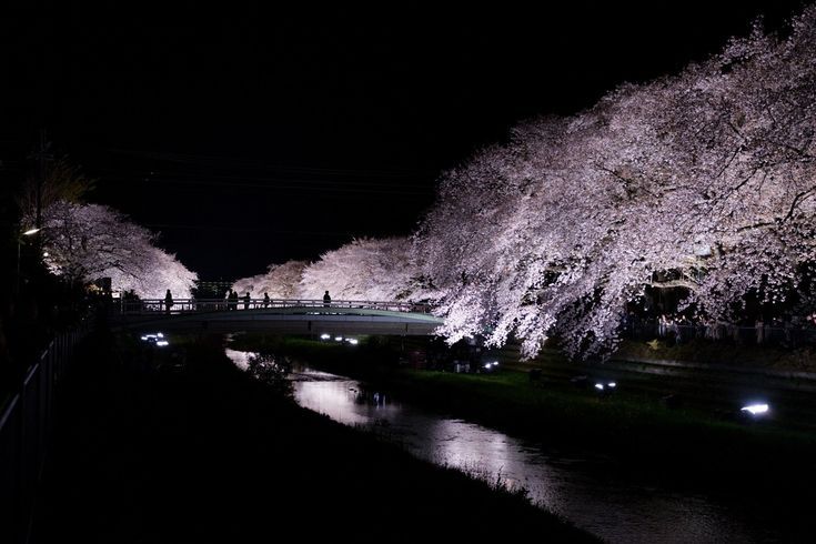 Sakura path