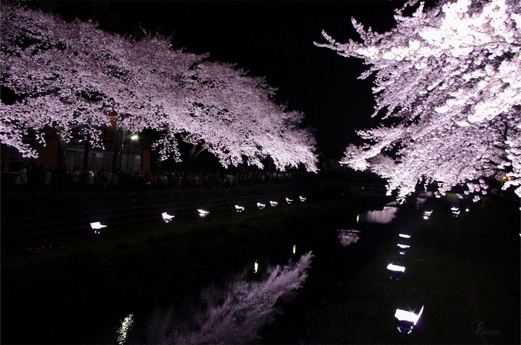 Sakura night
